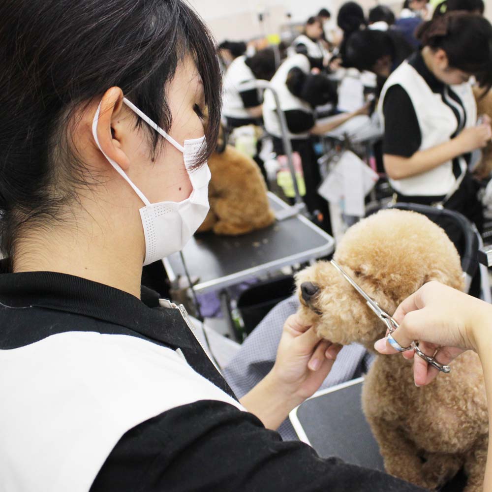 ２年生、お客様犬のトリミング☆